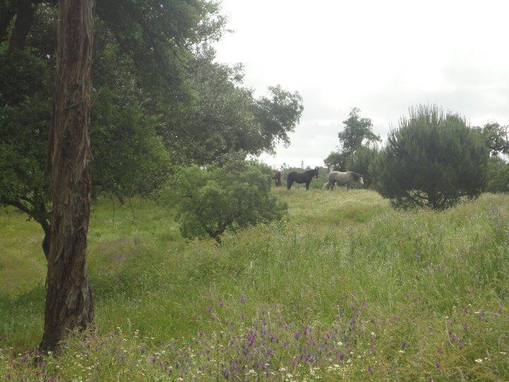 Coudelaria Vale Pau Coruche Exterior photo