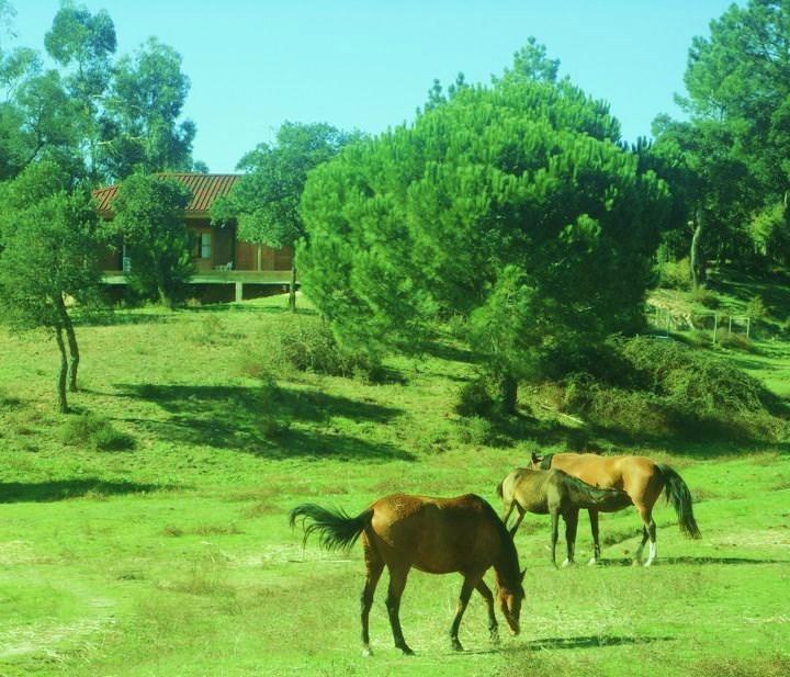 Coudelaria Vale Pau Coruche Exterior photo